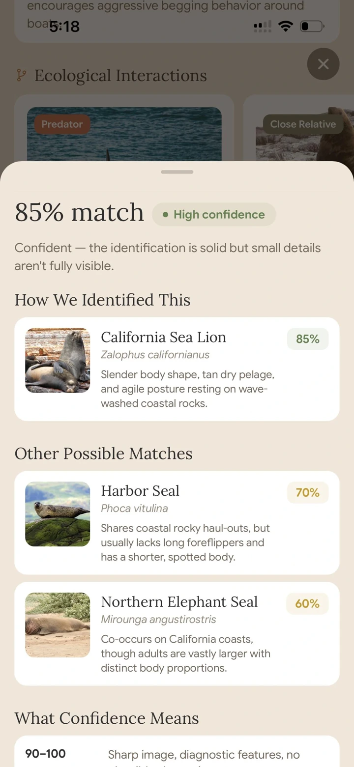 Fauna identification sheet with a confidence tier and other possible species matches