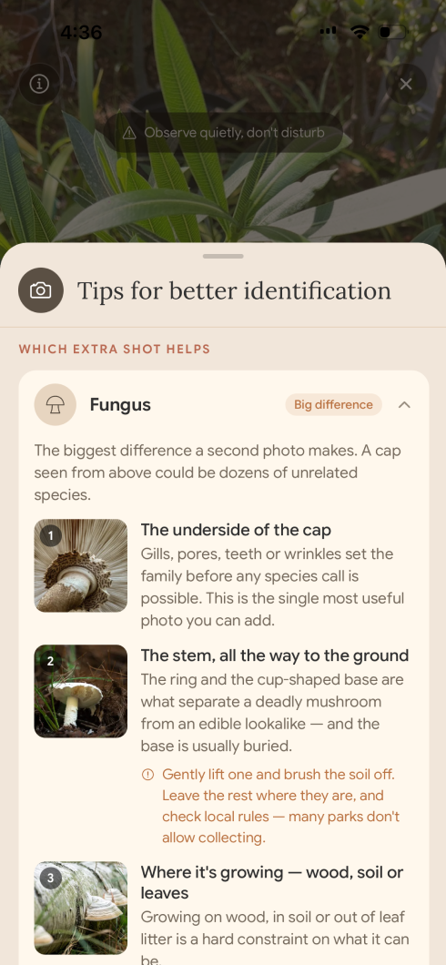 Fungus identification guidance showing the underside of the cap, the stem, and the growing environment