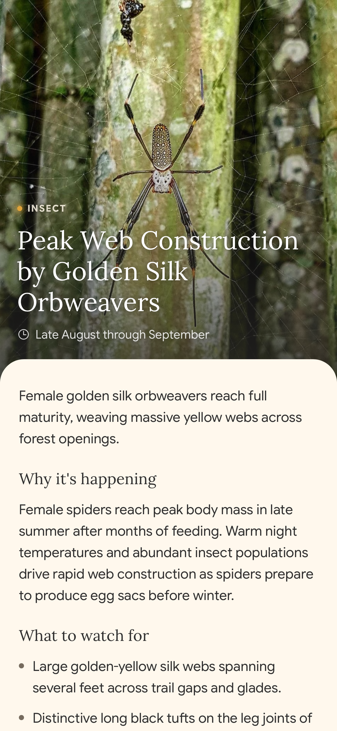 Fauna phenomenon page for peak web construction by golden silk orbweavers, explaining its seasonal timing, why it happens, and what to watch for