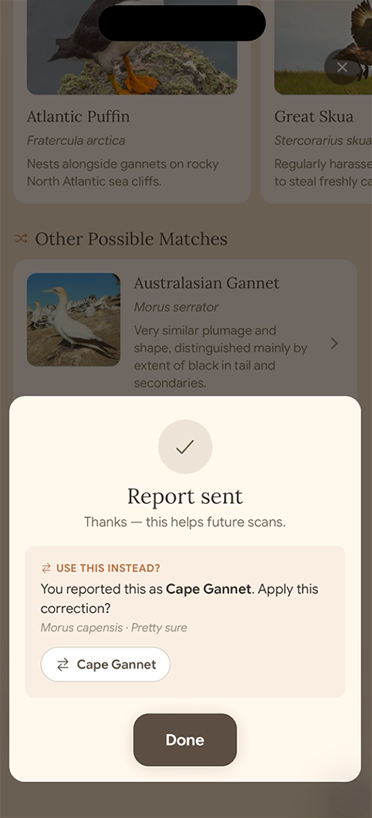 Report confirmation offering to apply Cape Gannet as the corrected identification