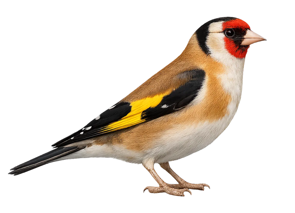 European goldfinch